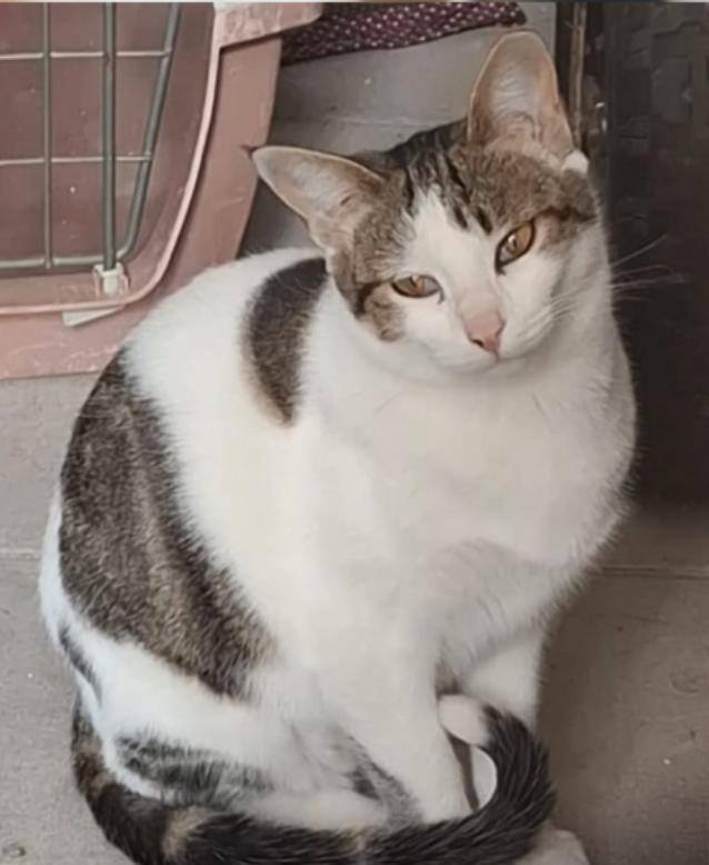 GUS image