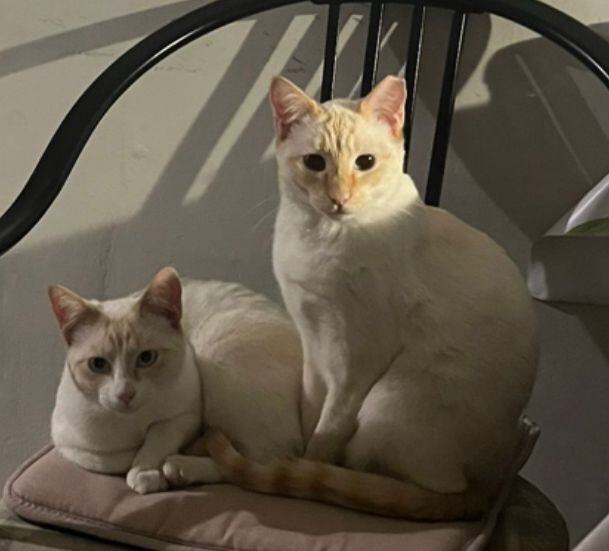 COPITO & SOL image